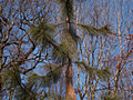 Pinus ponderosa Penaz IMG_4618 Sosna żółta